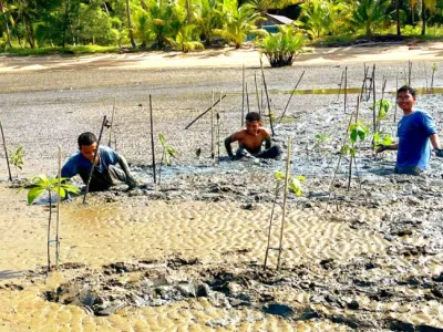 D’Klosers SMAN 3 Pangkalan Bun: Menanam Harapan Melalui Penanaman Bakau